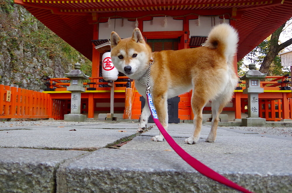 利拉德时刻，西决生死战，一剑封喉的孤胆英雄