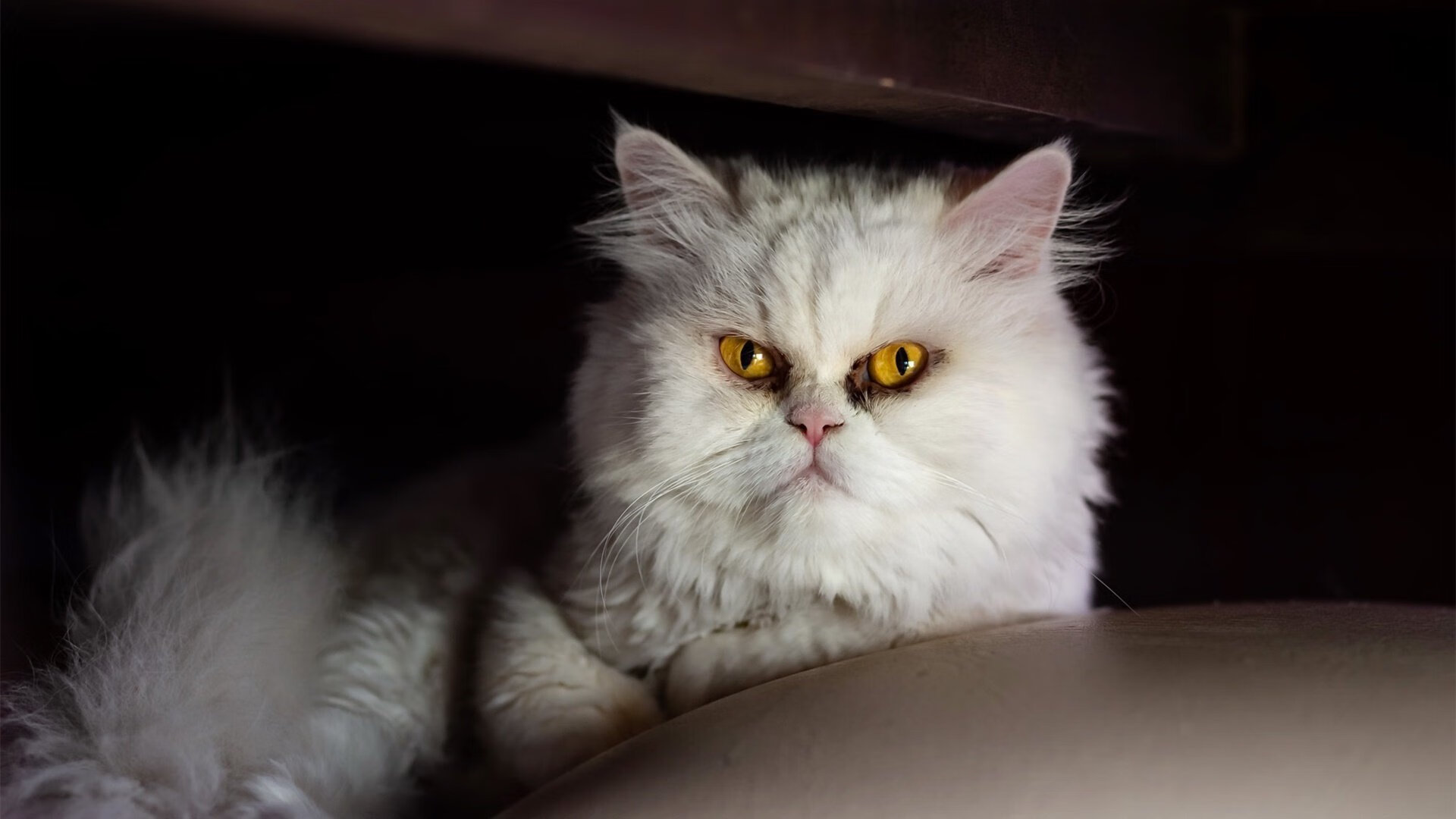 数据革命，皮克神迹诠释中后卫的现代战争—记摩纳哥对阵几内亚友谊赛的统治级表现