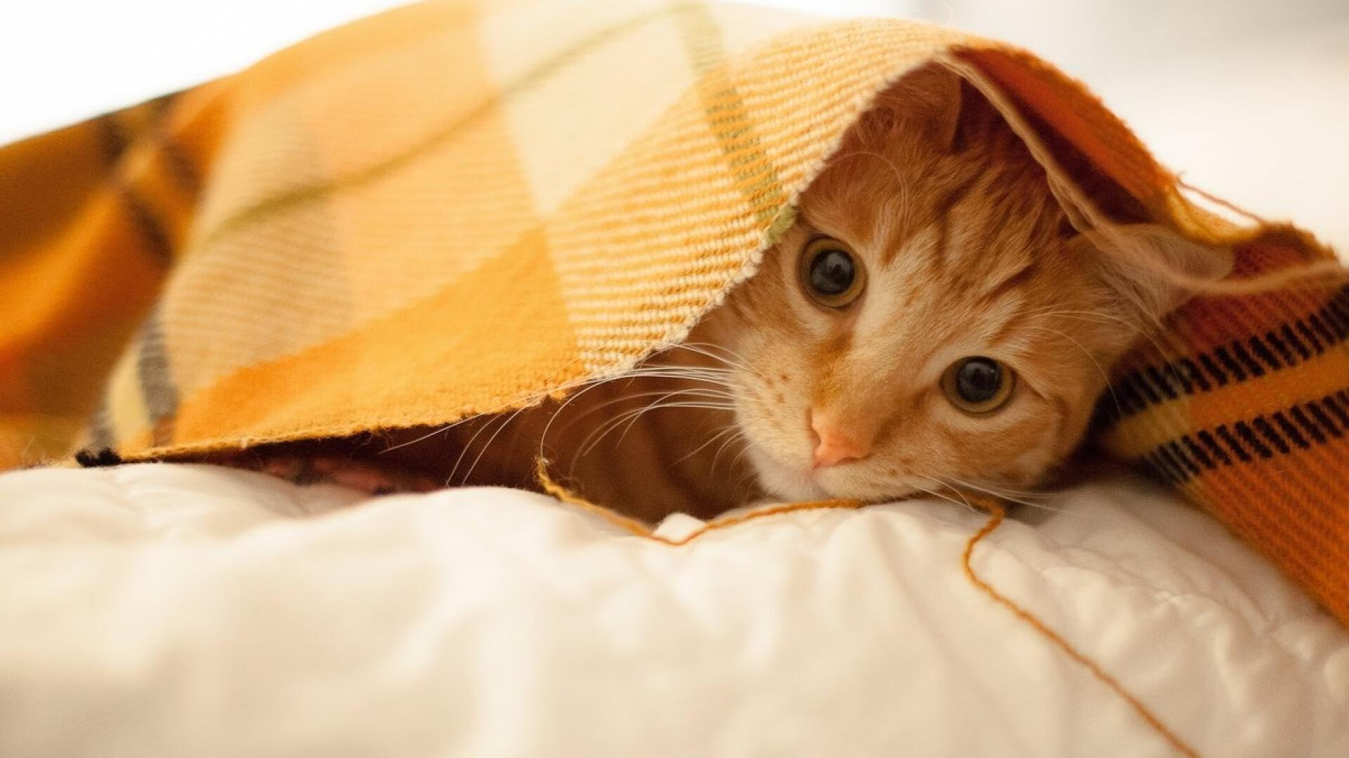 从加勒比海封锁到伯纳乌接管，当边界成为时代的共同隐喻