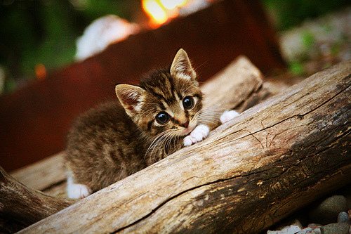 喀麦隆雄狮撕裂东北虎，恩比德50+20打碎CBA冠军幻想