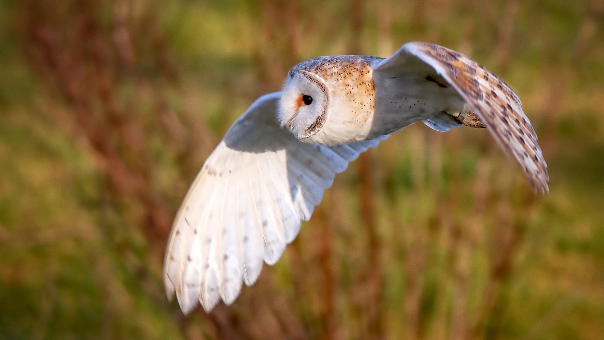 当欧洲绿茵碰撞北美豪情，摩纳哥与皇家社会的季后赛级鏖战