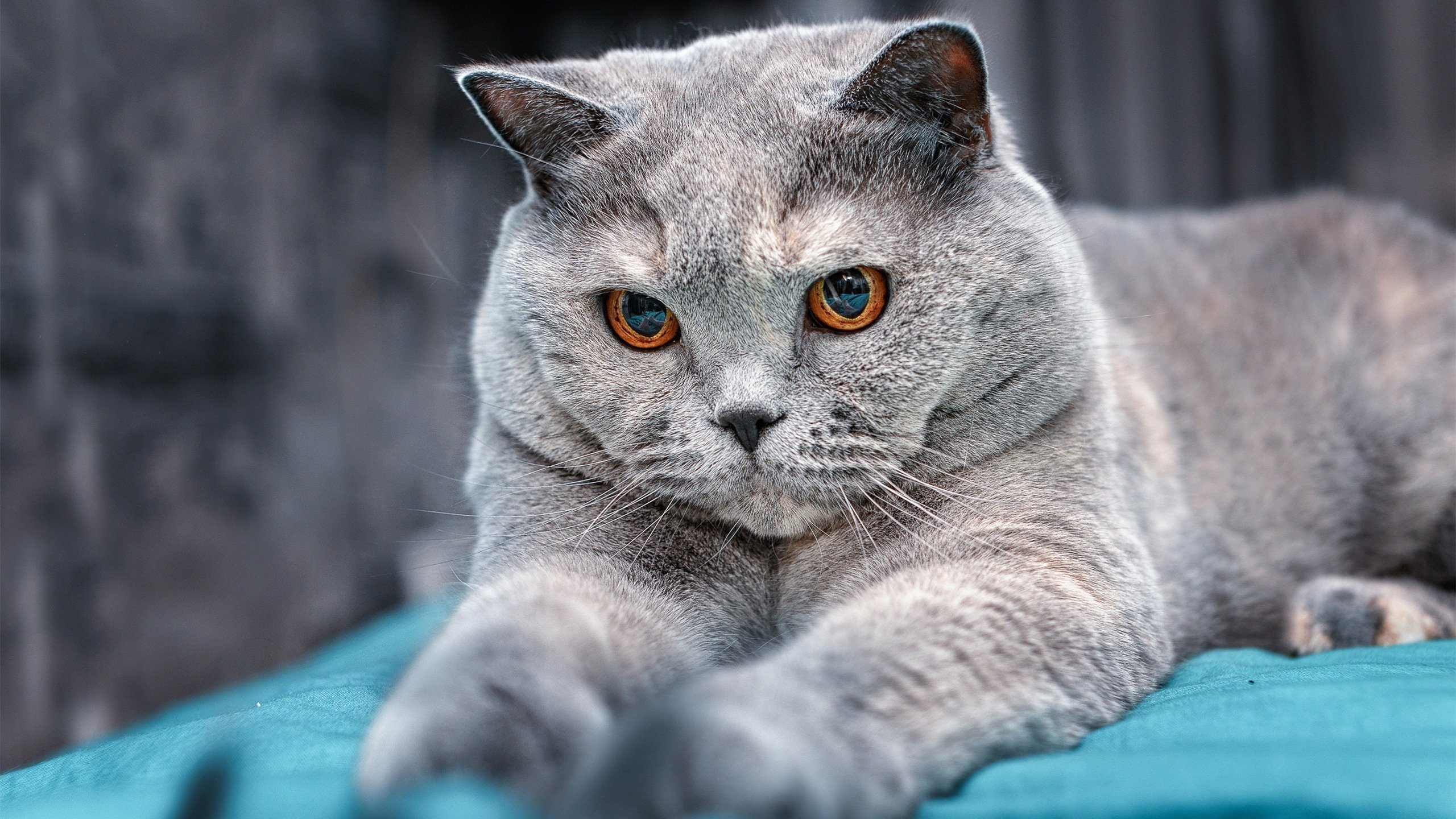 恩比德高能输出!奇才对阵爵士内线霸主统治全场