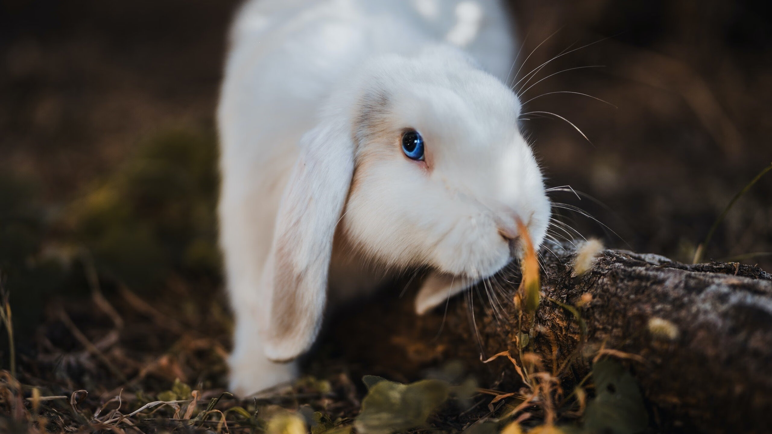 夜战终章,当克莱在拉斯维加斯末节接管比赛