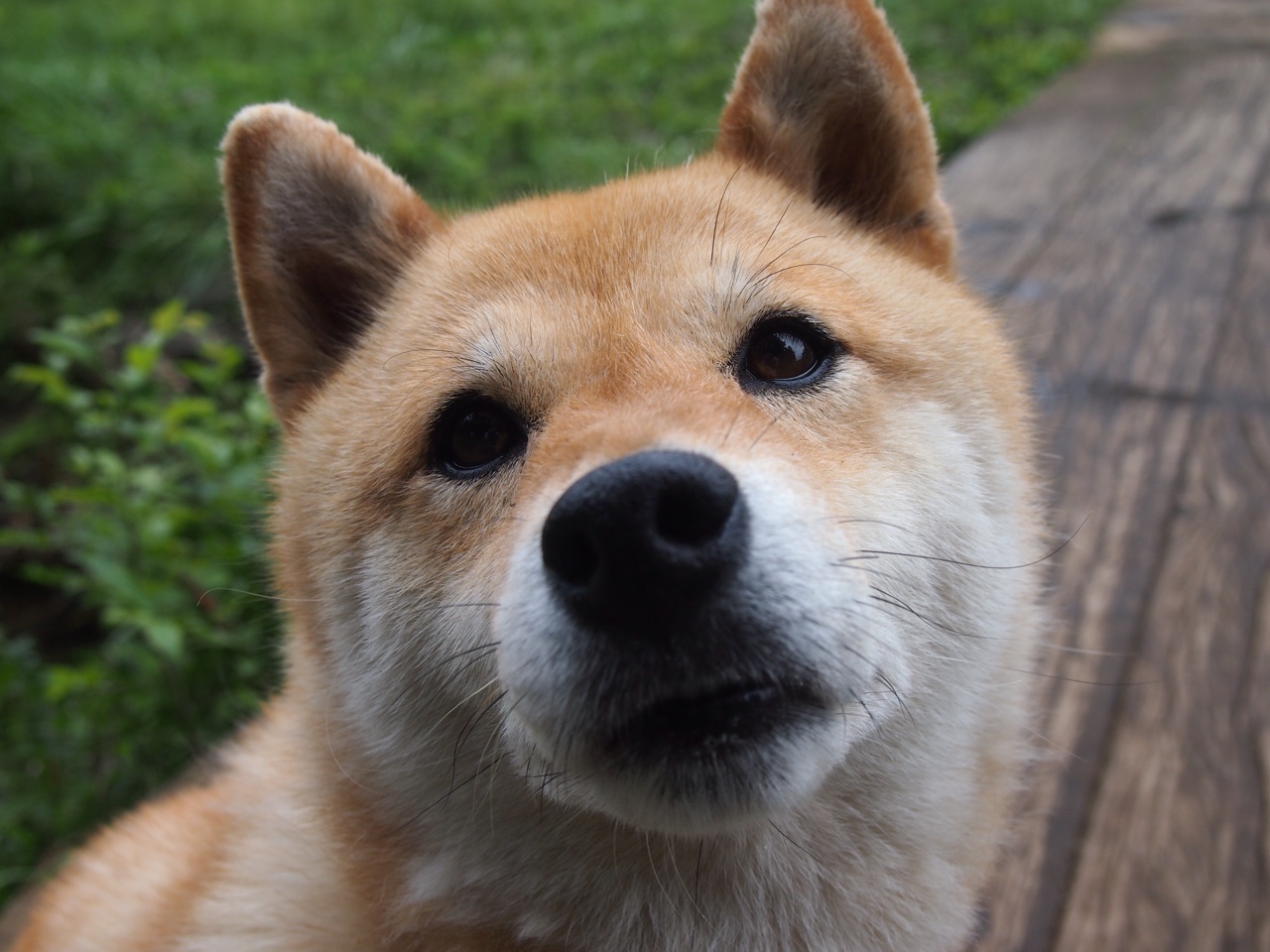 铁卫时代,德里赫特的爆发与瑞士山脉对抗蓝黑的启示