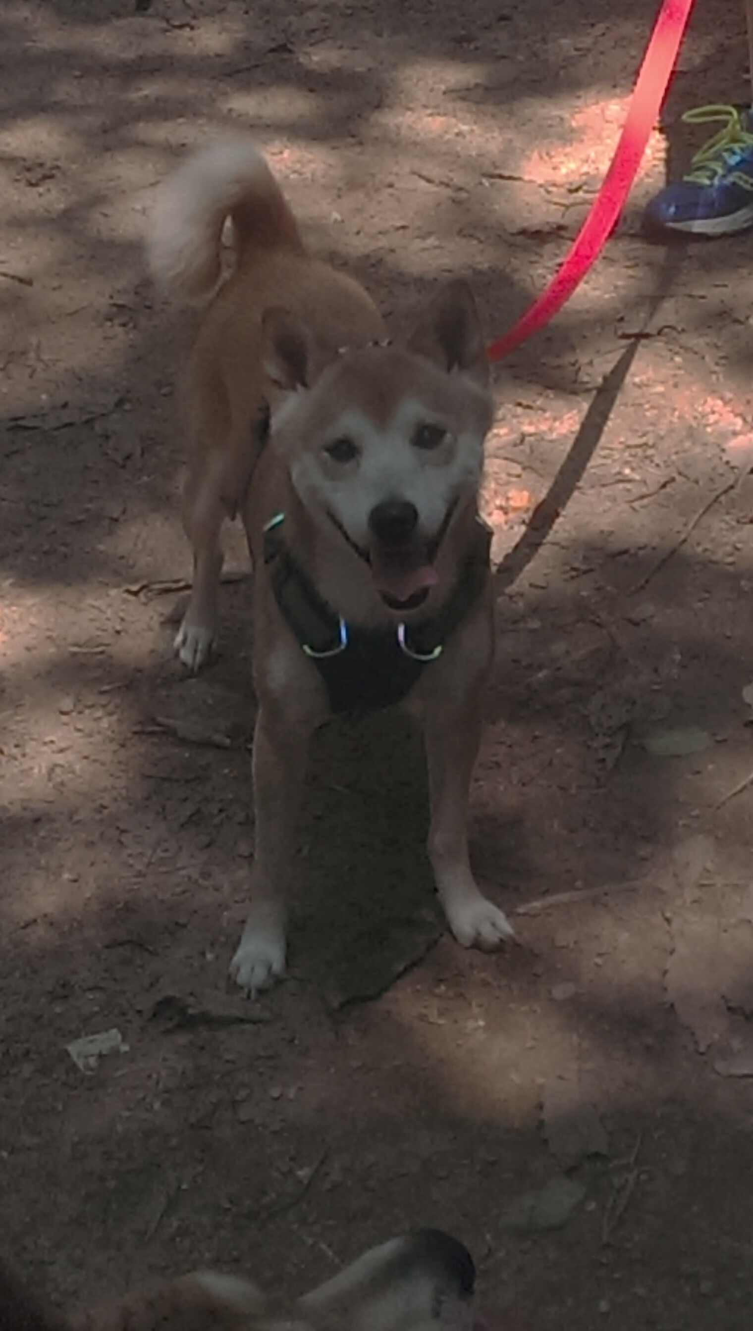 光芒与暗影,当哈登的孤星照亮勇士的银河