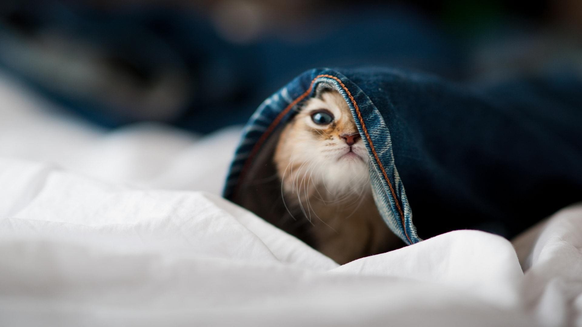 当F1赛车线撕裂街道,辽宁队已打穿雷霆,两种突破的平行狂想