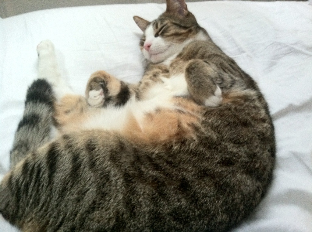 铁蹄踏碎北境,伦纳德孤星难耀