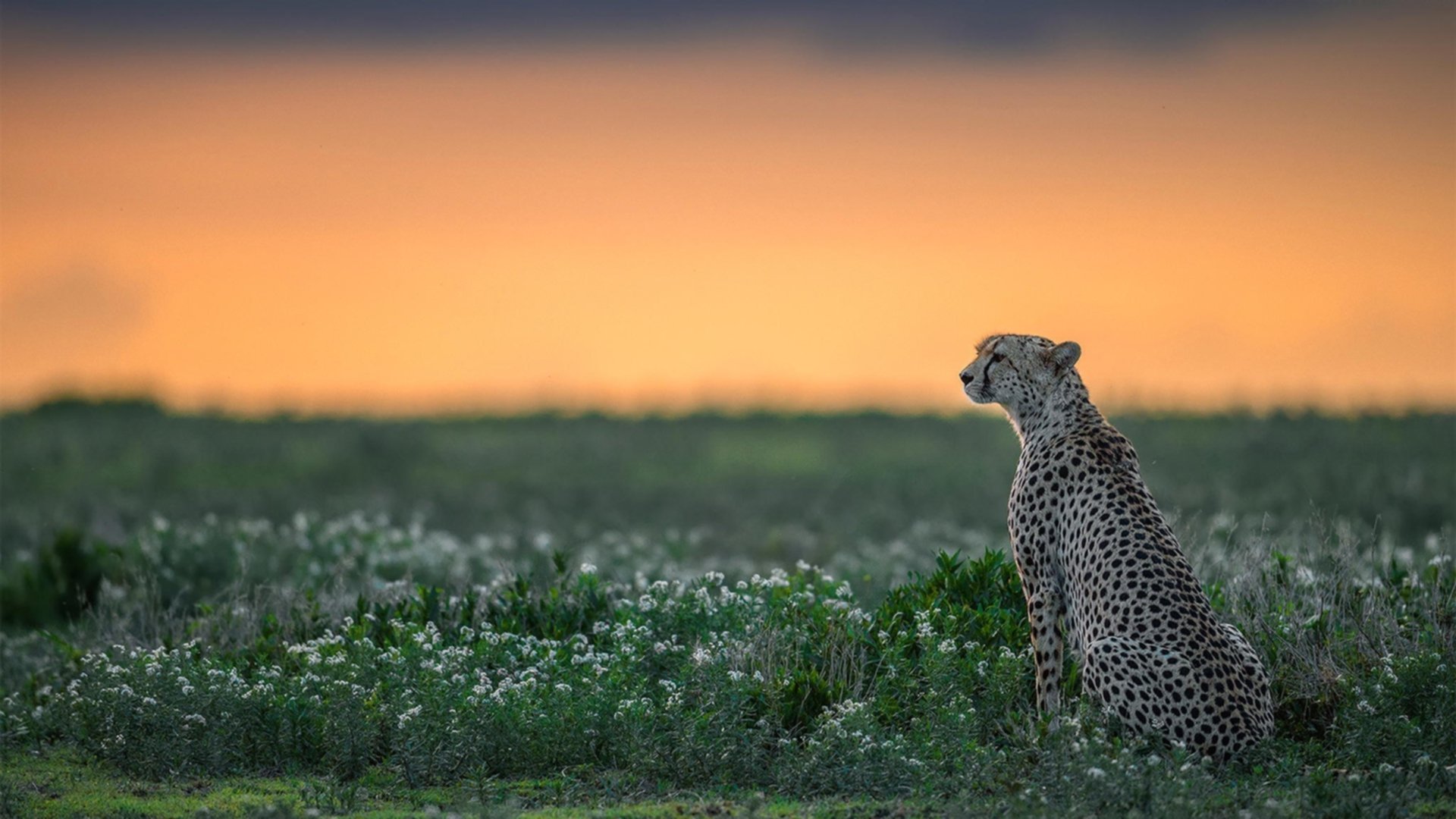 芬兰速胜中国，坎特完美演绎中场统治力，引领团队辉煌胜利