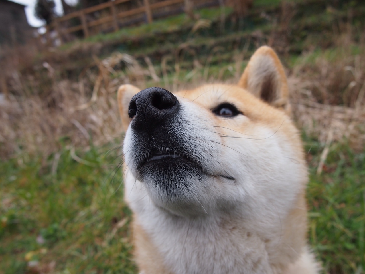 冷门背后的关键先生,墨西哥掀翻日本,德里赫特一锤定音
