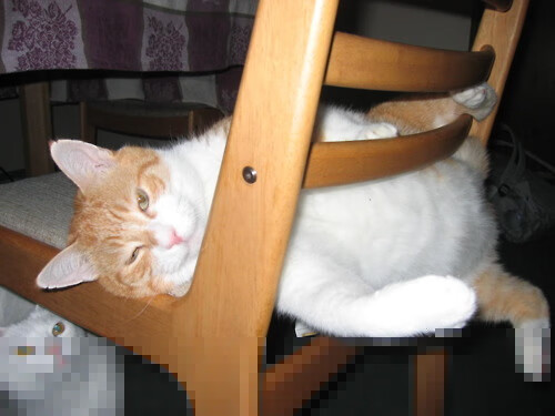 上海队硬仗取胜国王,伦纳德数据全面爆炸引领辉煌胜利