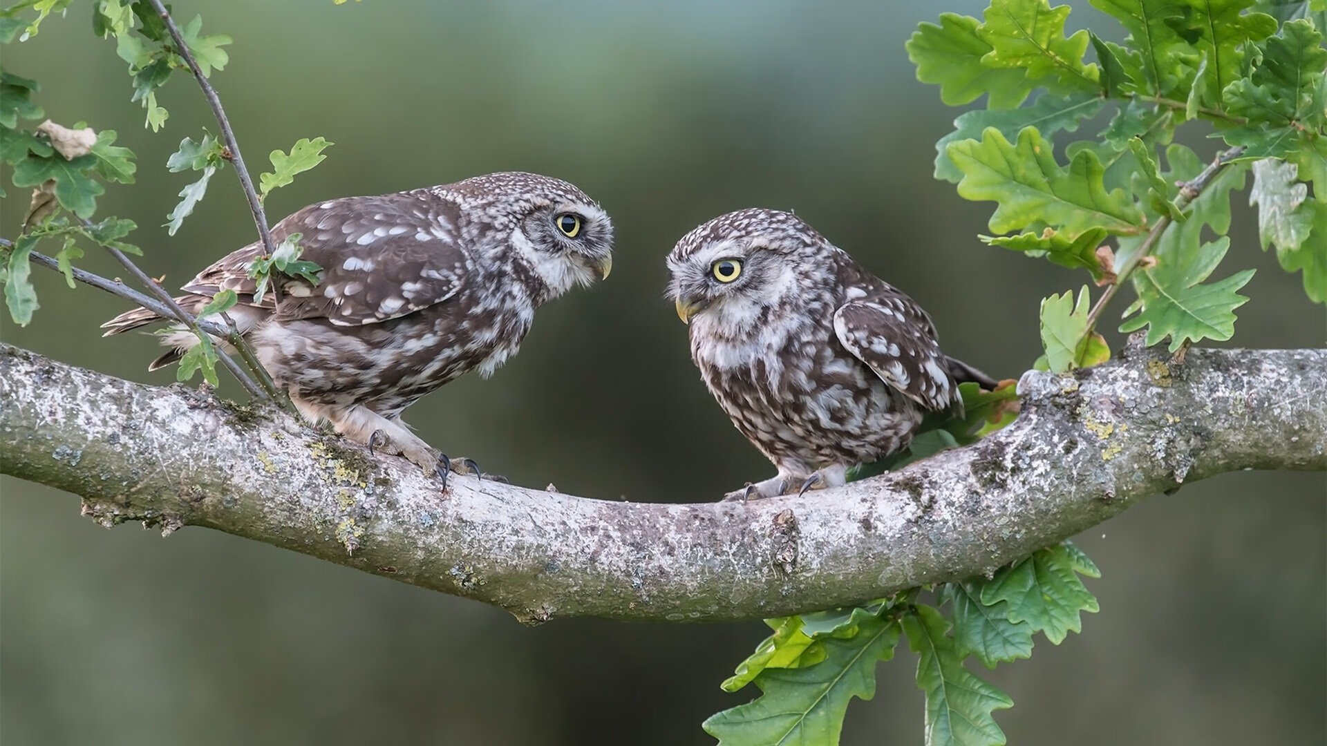 复仇火焰燃尽绿军魂！克莱极限爆发，掘金末节绞杀卫冕冠军