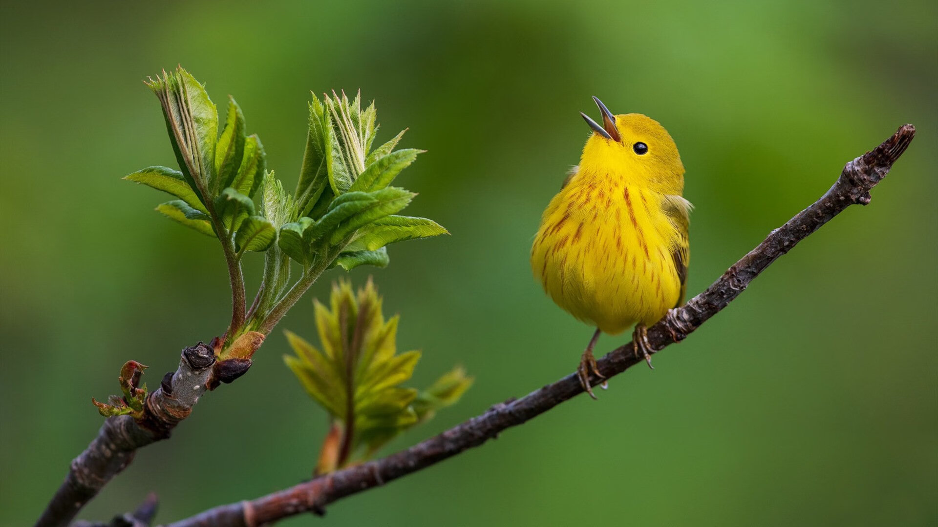 铁血加时!威尔士鏖战险胜韩国,特奥规则铸就无解对手