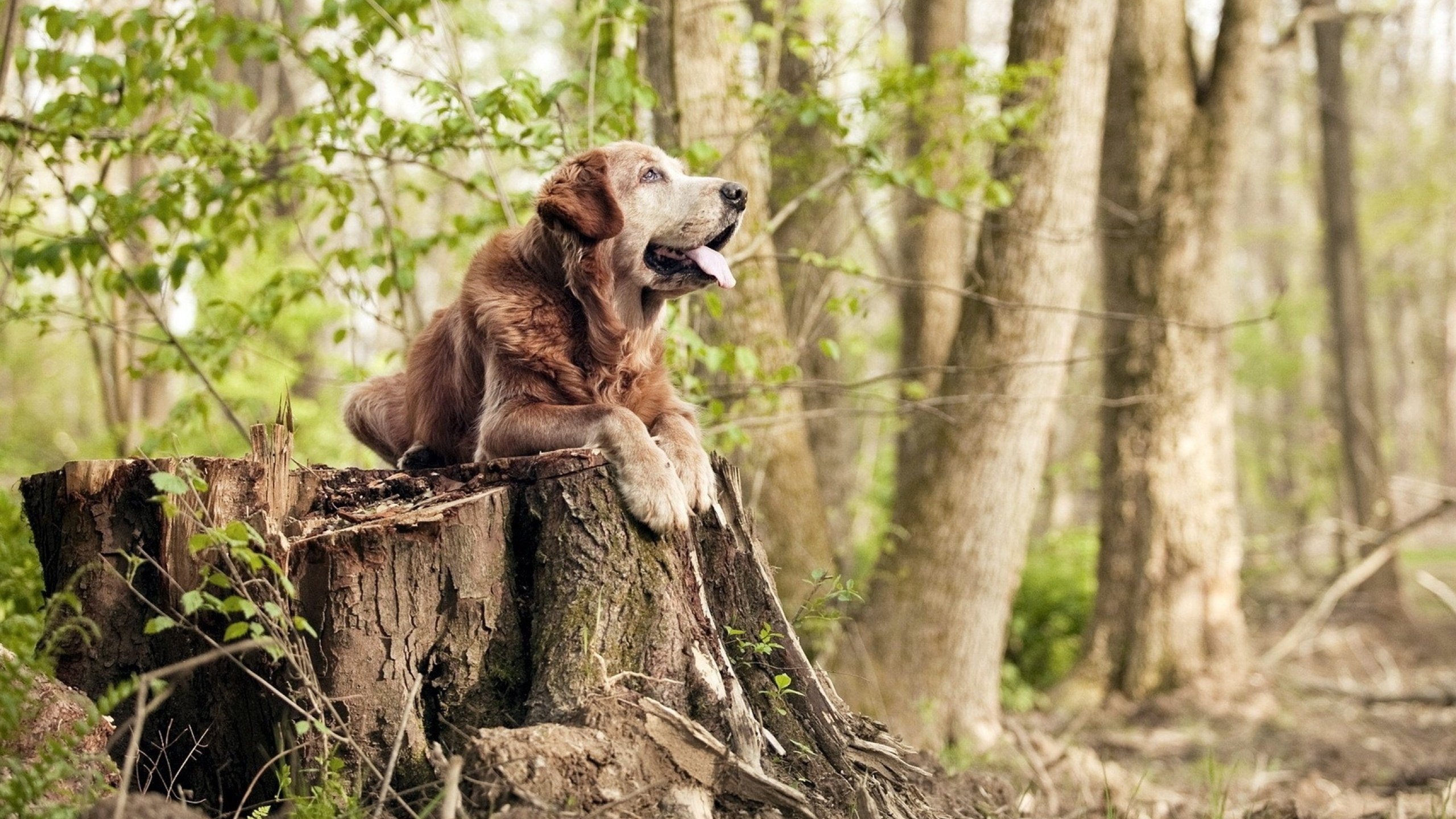 极速之夜与钢铁意志，F1揭幕战与德罗赞的高能交响曲
